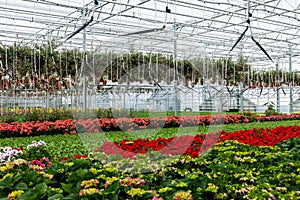 garden center greenhouse with flowers and plants. ornamental greenery nursery