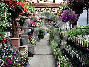 Garden center: herbs and hanging baskets