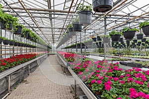 Garden center selling plants in a greenhouse