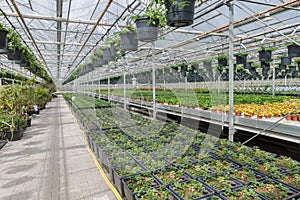 Garden center selling plants in a greenhouse