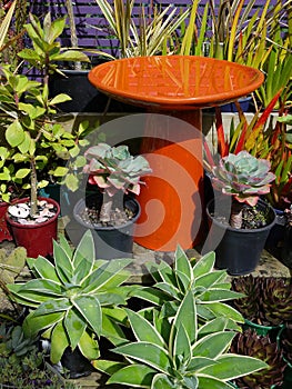 Garden center: subtropical modern plant display