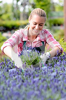 Garden center woman in lavender flowerbed smiling