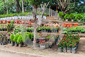 Garden centre in Catarina village near Laguna de Apoyo lake, Nicarag photo