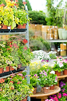 Garden centre green house with potted flowers