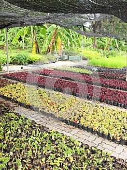 Garden centre or plant nursery