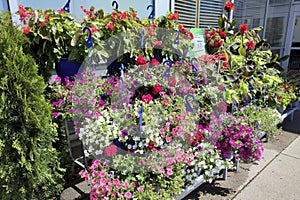 The Garden Centre at the supermarket.  Petunia in a pot. Different plants, flowers, seedlings, fertilizer, garden tool and pots