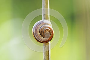 Garden cepaea, Cepaea hortensis.