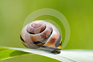 Garden cepaea, Cepaea hortensis.