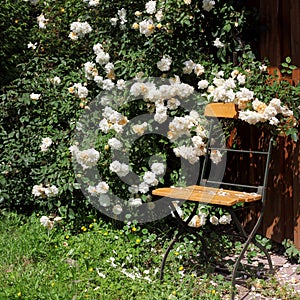 Garden chair with rambler roses
