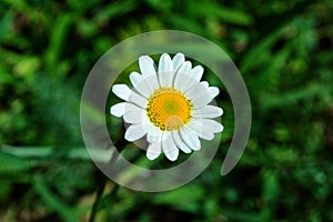 Garden chamomile or Nivyanik or Ox-eye Daisy Latin: Leucanthemum on a dark background of green leaves. Soft focus