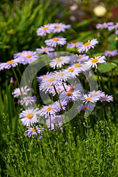Garden chamomile Pyrethrum purple on a green background. Perennial herbaceous plant of the Asteraceae family. Selective focus.