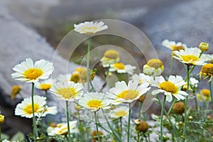 Garden chamomiles daisy flowers closeup. Beautiful nature scene with blooming medical chamomiles