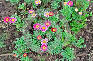 Garden with the cheerful flowers of Tanacetum coccineum Robinsonâ€™s mix