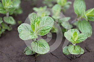 In the garden on the chernozem grow bushes of young mint in the open air.