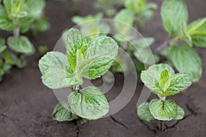 In the garden on the chernozem grow bushes of young mint in the open air. photo