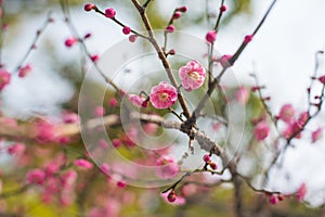Garden during cherry blossom in, Yokohama, Tokyo, Japan