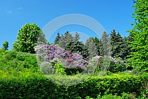 Garden with chestnut and lilac trees