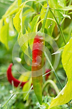 Garden chilies