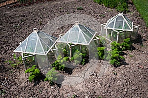 Three traditional glass garden cloches photo