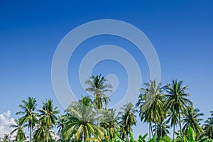 Garden of coconut palm trees in day blue sky with clouds.