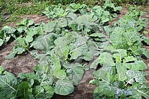 Garden of Collard