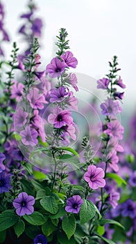 Garden of color Purple flowers with key copy space backdrop