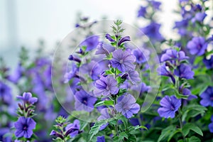Garden of color Purple flowers with key copy space backdrop