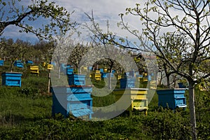 Garden with colorful beehives