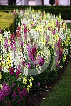 Garden with colorful flowers