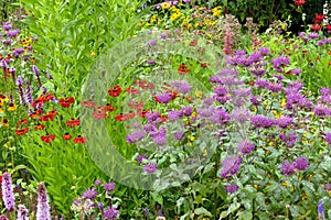 Garden with colorful perennials