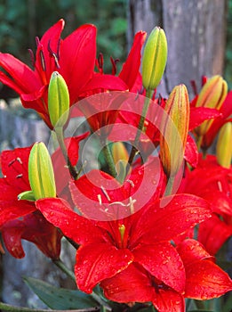 A garden comes to life with the Asiatic Lily.
