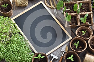 Garden composition with a chalk board, seedlings and garden tools.