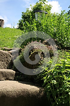 Garden composition with old sandstone stairs and aromatic herbs