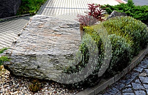 garden composition with a rock around planted with low evergreen