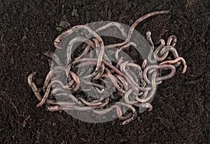 Garden compost and worms. Earthworms in black soil of greenhouse