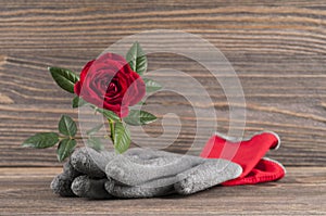 Garden concept still life with rose flower and gardener`s gloves