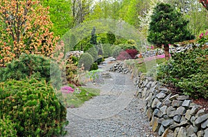 Garden conifers photo