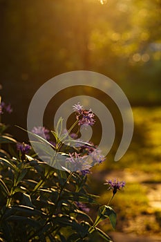 Garden cornflowers on the sunrise, golden natural background with copy space