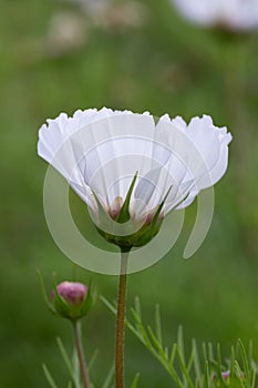 Garden Cosmos bipinnatus, budding white flower