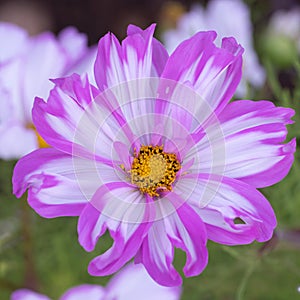 Garden Cosmos bipinnatus Candy Stripe, flower in white and pink