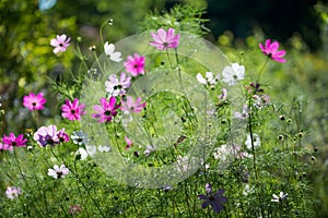 Garden cosmos bipinnatus flowers closeup selective focus