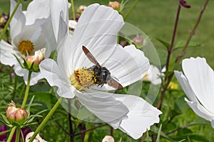 Garden Cosmos bipinnatus Sonata White, flower with carpenter bee Xylocopa violacea