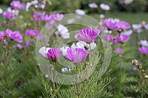 Garden Cosmos bipinnatus, white and pink flowering plants