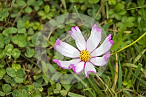 Garden Cosmos Cosmos bipinnatus Cav. growing and flowering in a garden in Italy