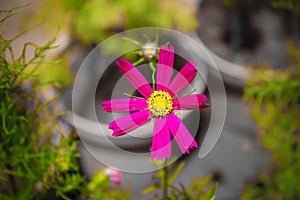 Garden Cosmos Flower Potrait Pink Rose