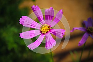 Garden Cosmos Flower Potrait Pink Rose