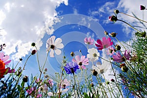 Garden cosmos flowers