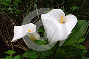 Garden Couple of Calla Lily