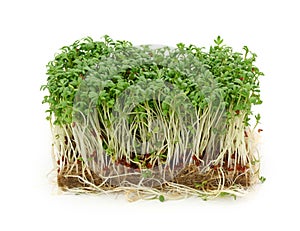 Garden cress