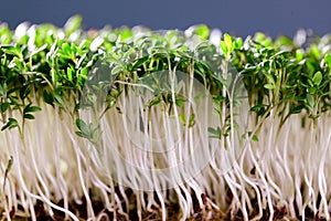 Garden Cress photo